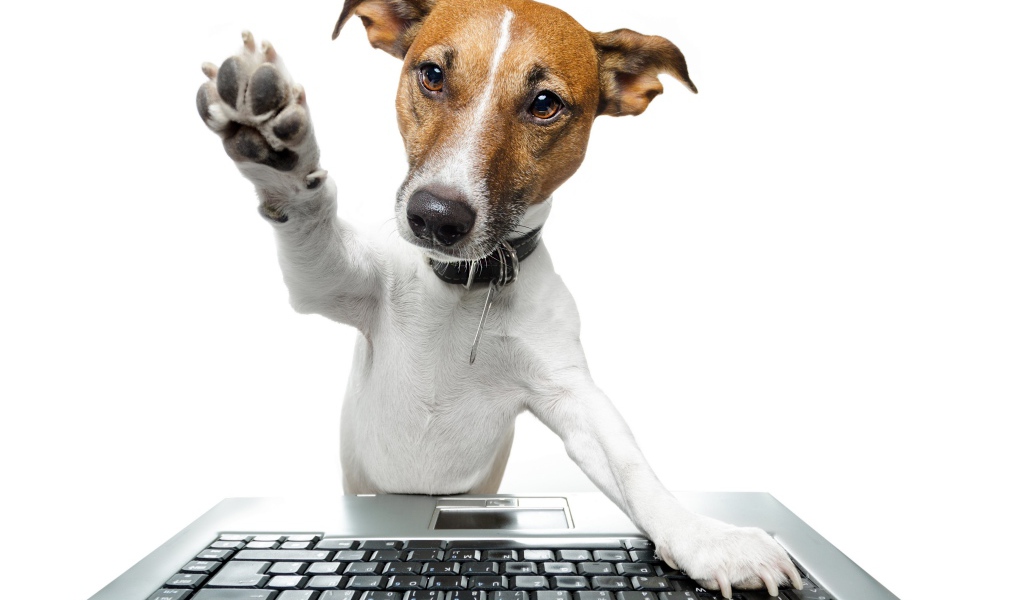 Умный пес в ошейнике за ноутбуком на белом фоне