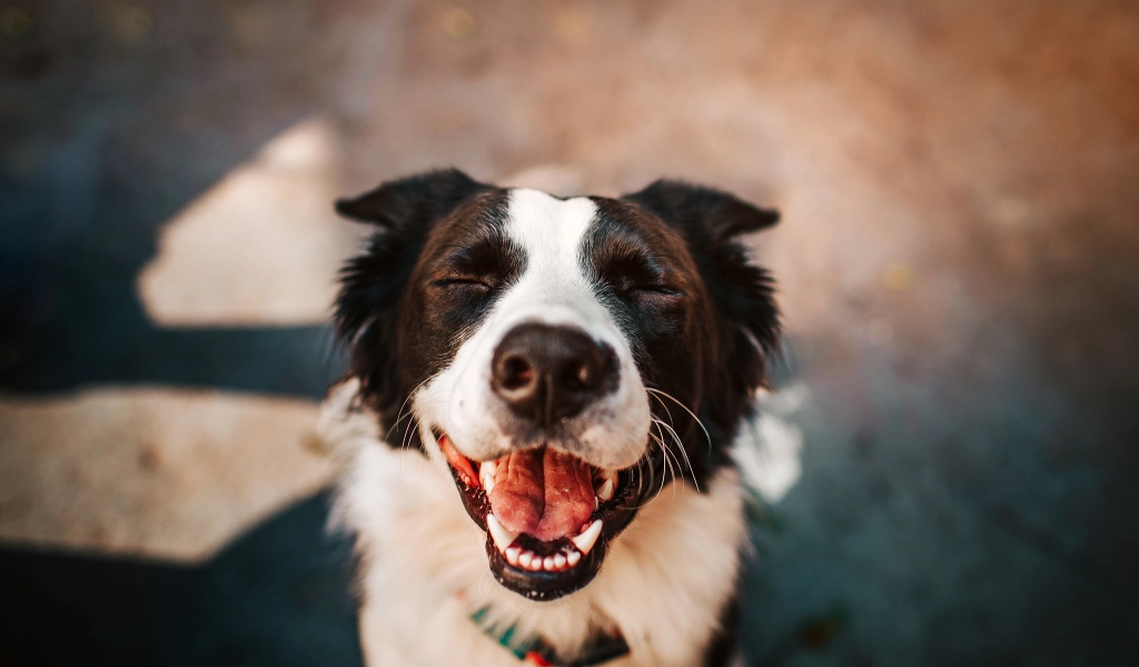 Улыбающаяся собака породы бордер колли