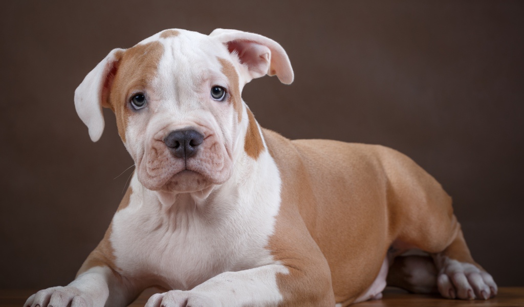 Щенок стаффа на деревянном полу