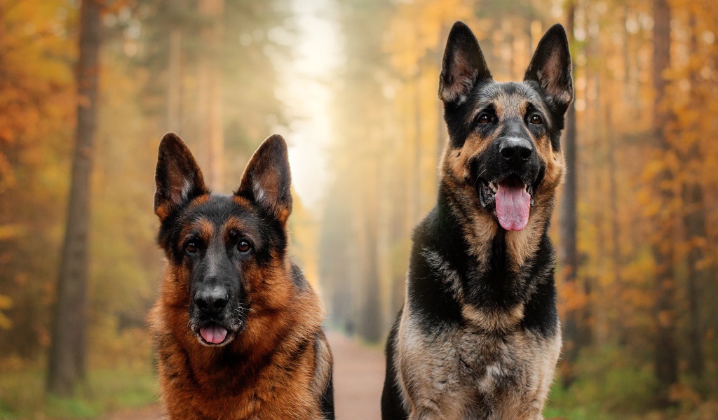 Two beautiful German Shepherd Dogs with tongue hanging out in the forest