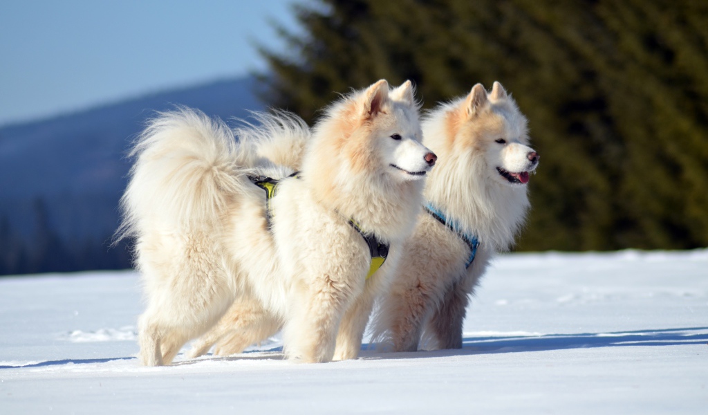 Две красивые пушистые белые Самоедские собаки на снегу