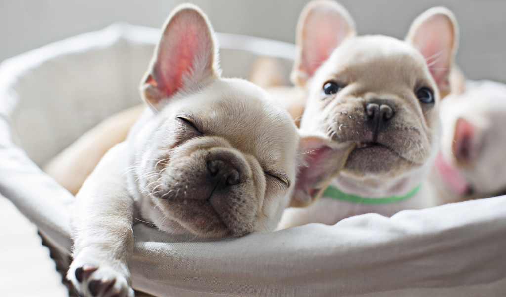 Два милых белых щенка французского бульдога 