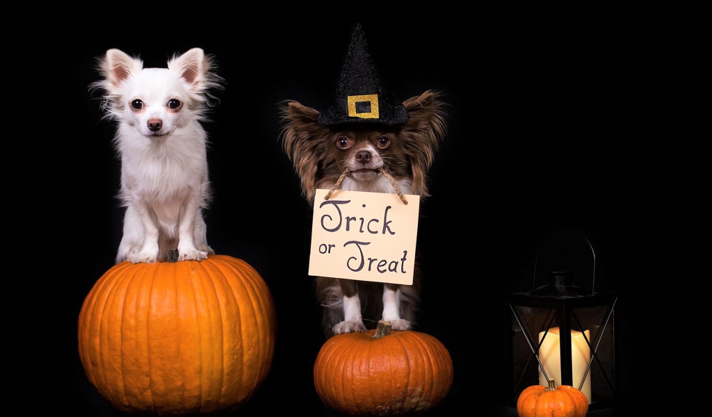 Two dogs of breed Chihuahua sit on pumpkins on a black background