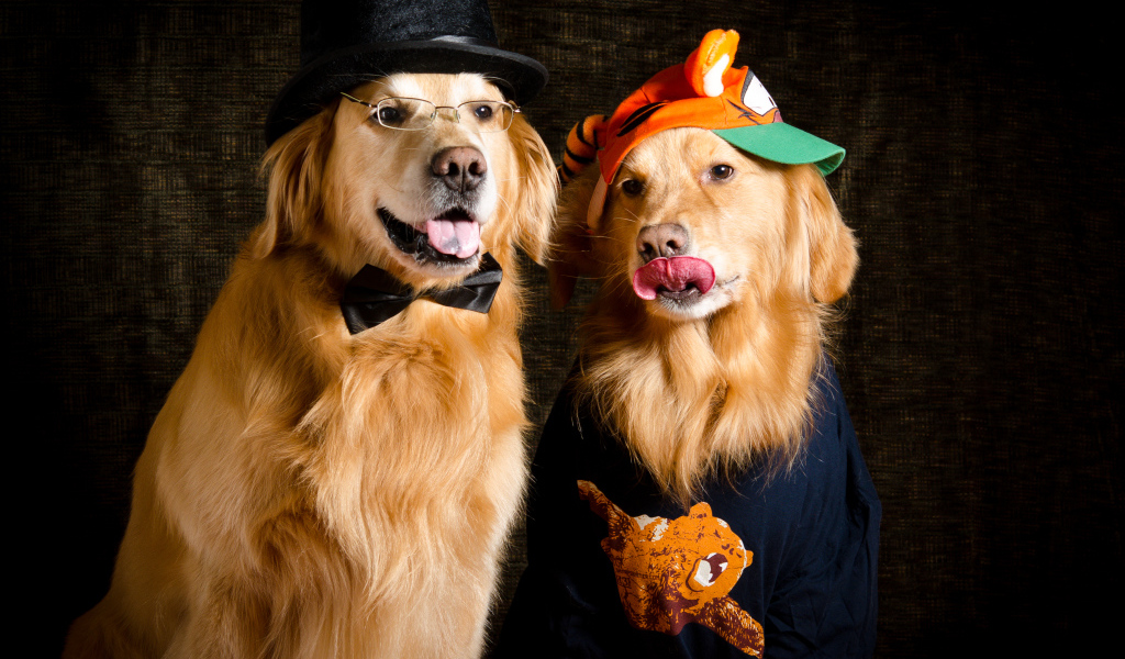 Два модных золотистых ретривера в костюмах 