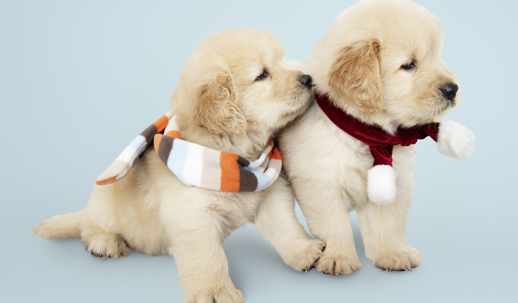 Два забавных щенка золотистого ретривера с шарфами на шее