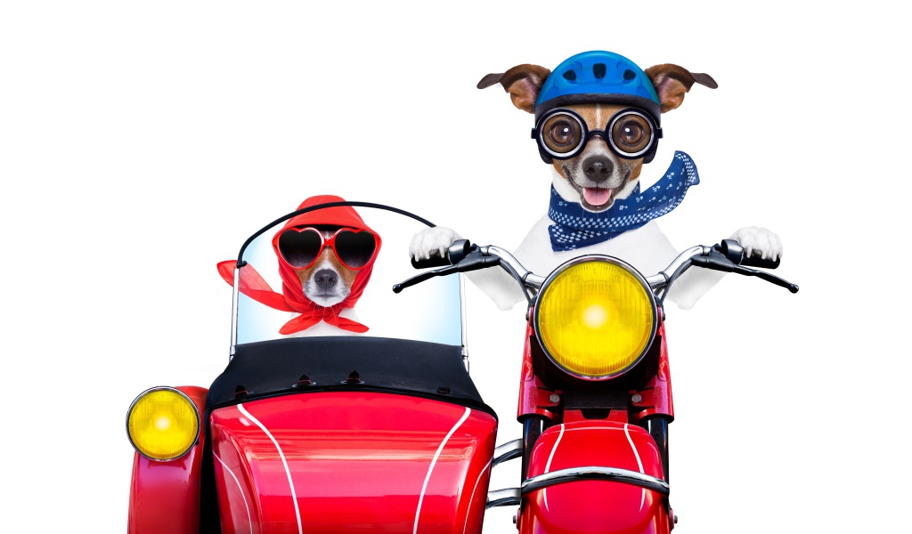 Two funny dogs on a motorcycle on a white background
