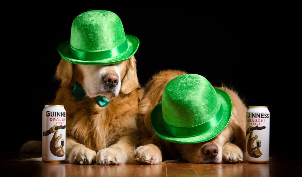 Два золотистых ретривера в зеленых шляпах