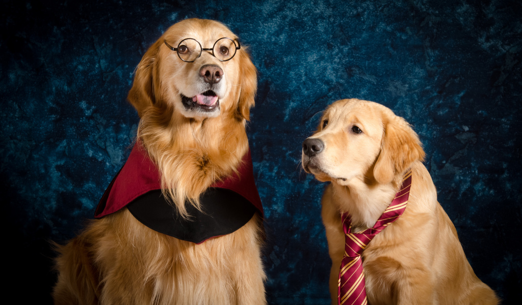 Два золотистых ретривера сидят на фоне синей стены 