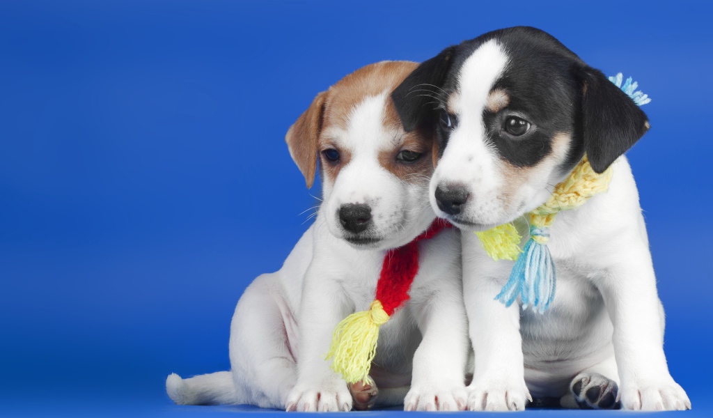 Два маленьких милых щенка на синем фоне