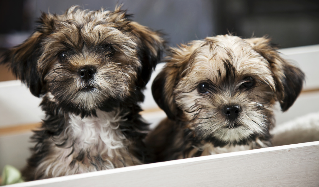 Два щенка шпица в коробке