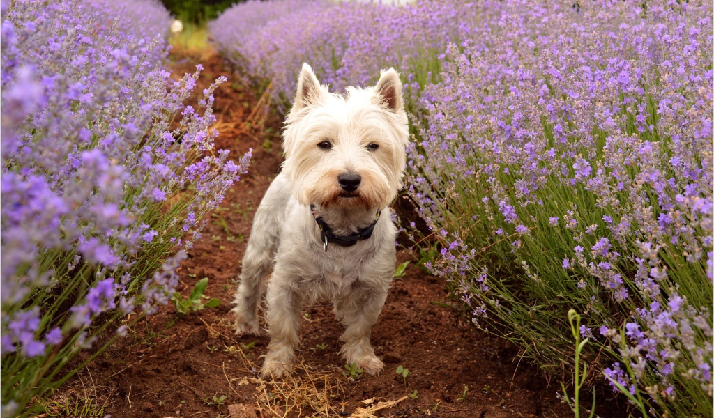 Вест хайленд уайт терьер стоит на дорожке у цветов лаванды