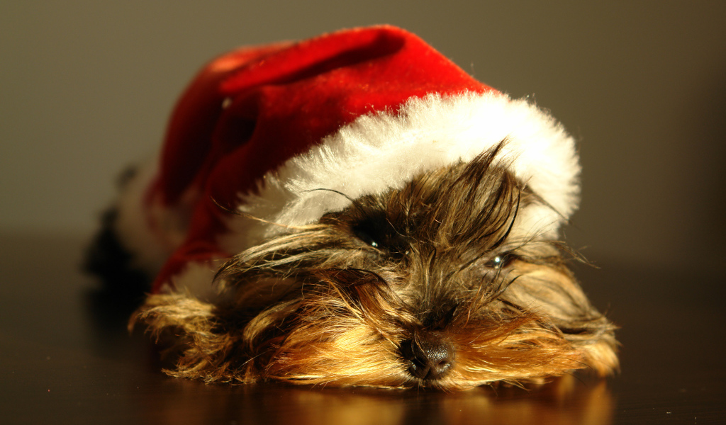 Йоркширский терьер в новогодней шапке 