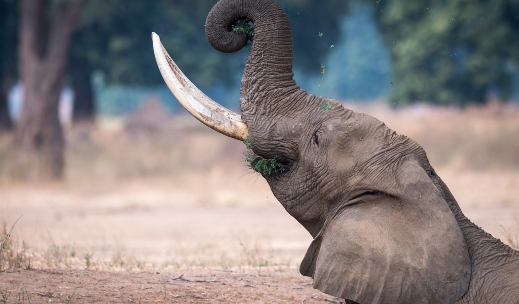 Серый слон с острыми бивнями ест траву