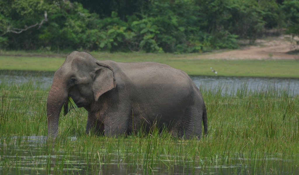 Серый слон стоит в воде с зеленой травой