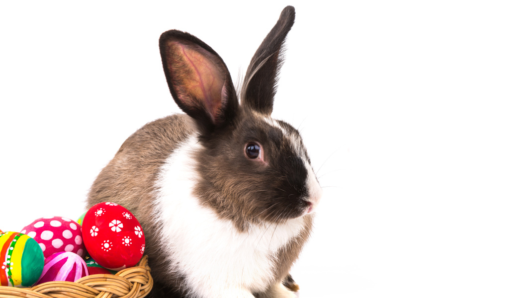 Большой кролик с крашеными яйцами на белом фоне