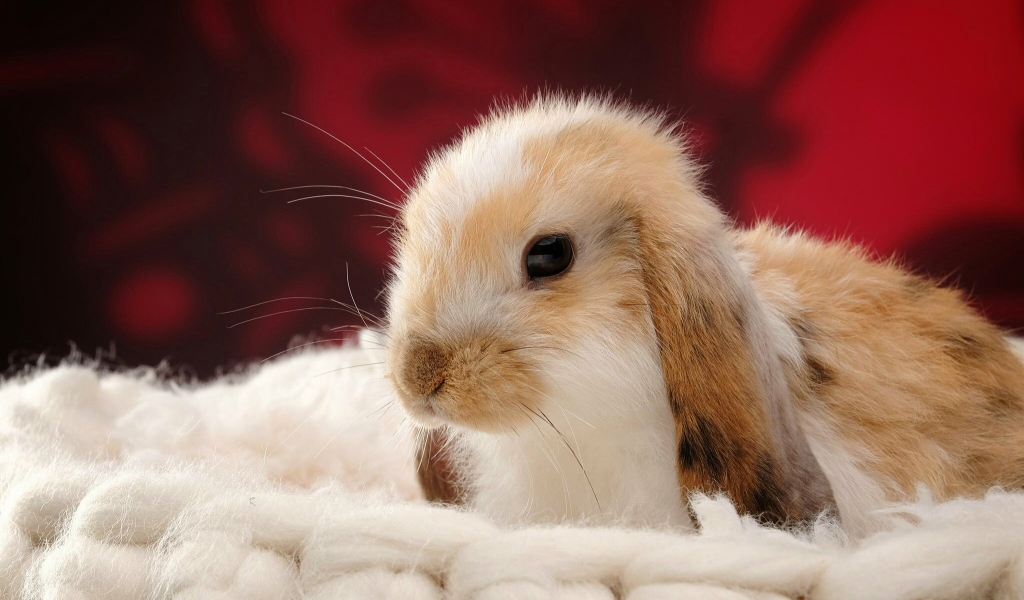 Милый декоративный кролик спит на мягкой подушке 