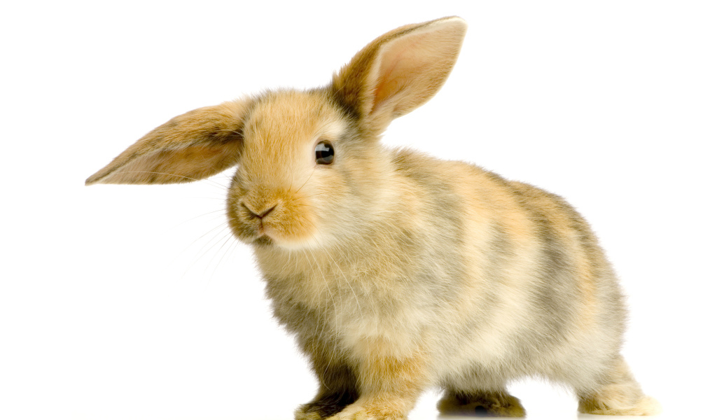 Милый декоративный кролик с опущенным ухом на белом фоне