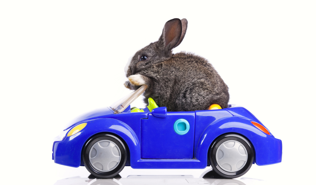 Серый декоративный кролик в игрушечной машинке на белом фоне