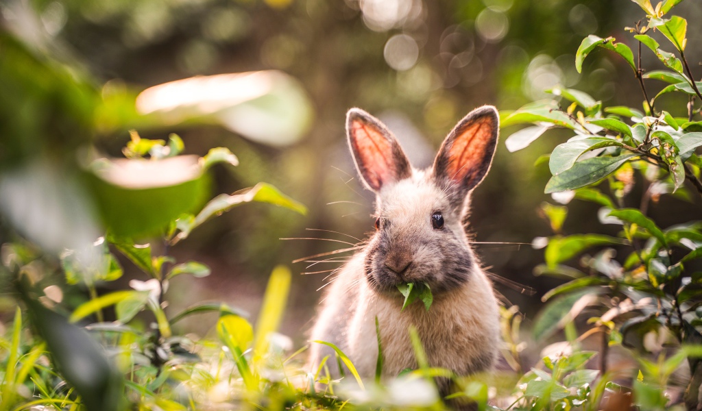 Серый кролик грызет зеленые листья 