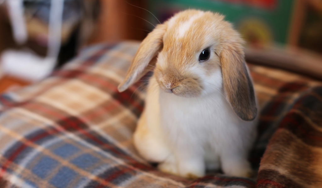 Маленький декоративный кролик сидит на кровати