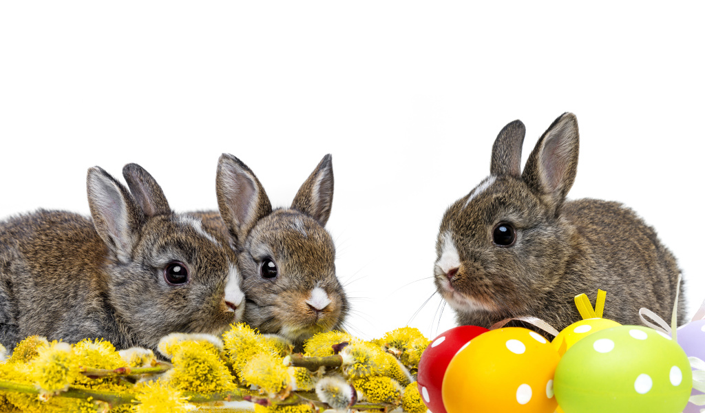 Little gray rabbits with a willow branch and painted eggs on a white background