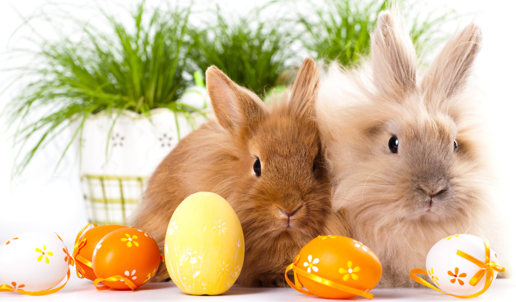 Два пушистых декоративных кролика с крашеными яйцами