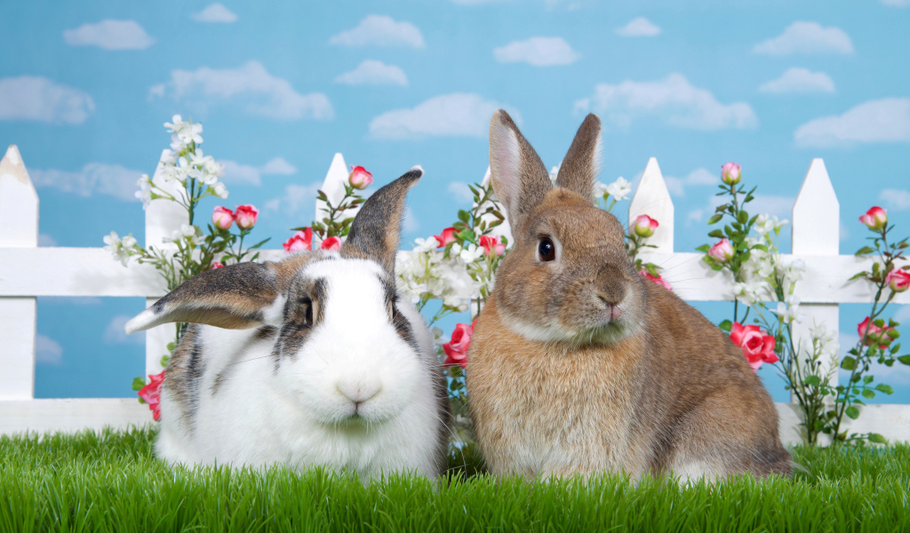 Два декоративных кролика на зеленой траве у забора 