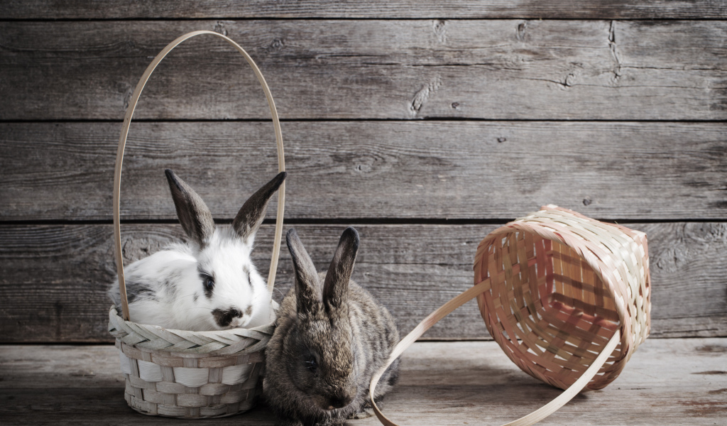 Два кролика сидят в корзинах на деревянном фоне