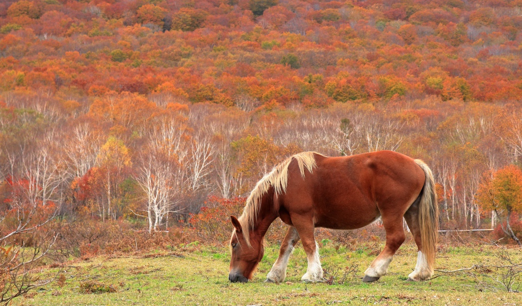 Лошадь пасется на фоне леса