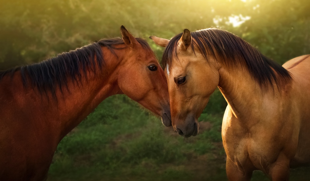 Пара красивых коричневых лошадей