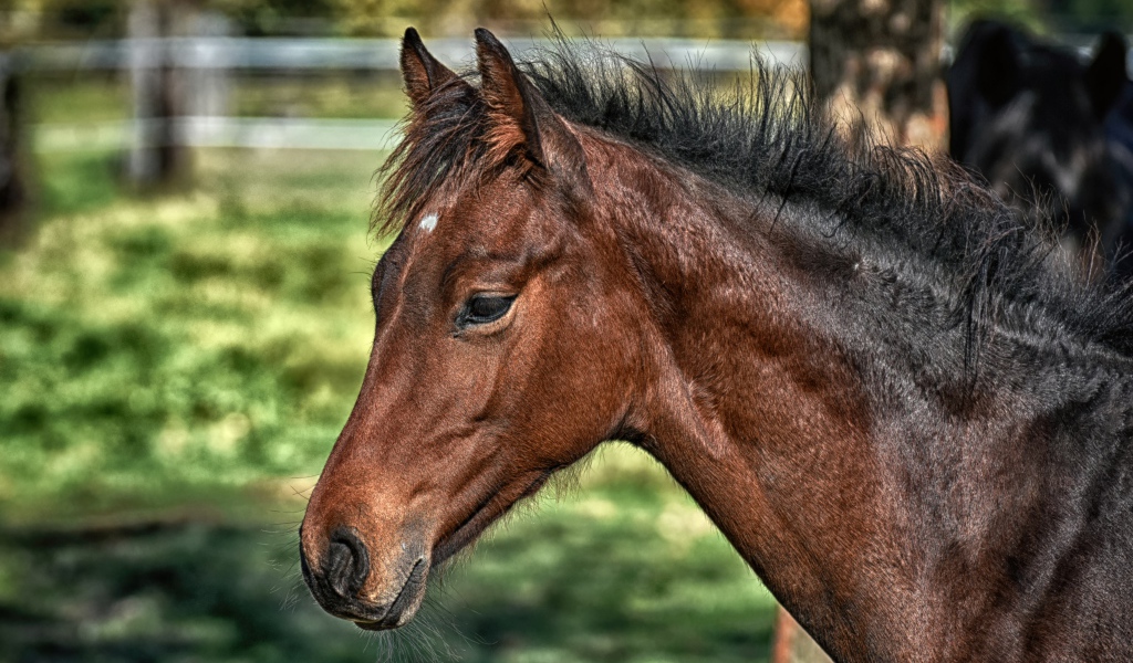 Большая коричневая лошадь крупным планом