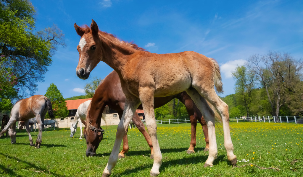 Жеребенок на ферме с лошадьми на фоне голубого неба