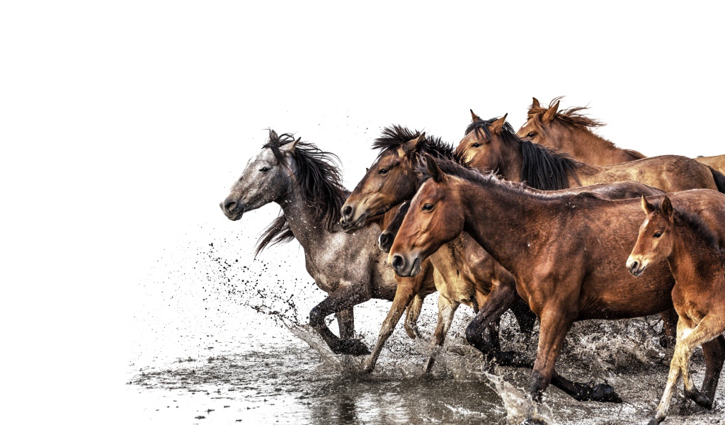 Табун лошадей скачет по воде на белом фоне 