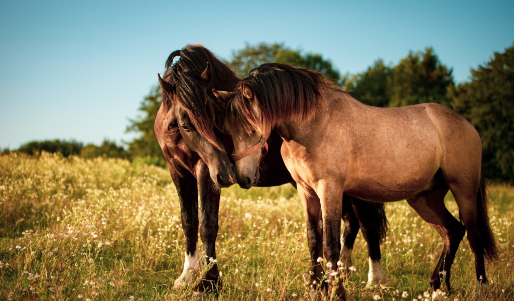 Две влюбленные лошади пасутся на зеленой траве