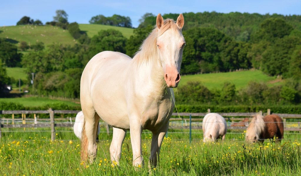 Белая лошадь пасется на ферме