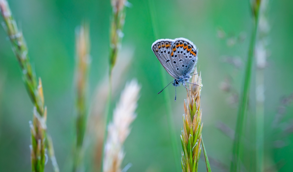 Красивая голубая бабочка сидит на колоске
