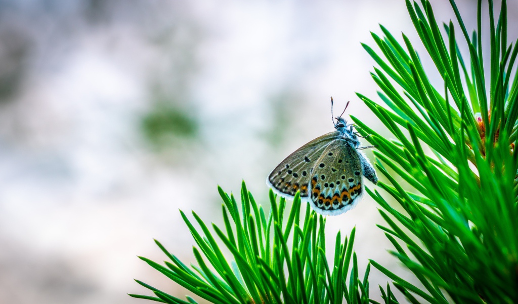 Бабочка сидит на зеленой ветке ели