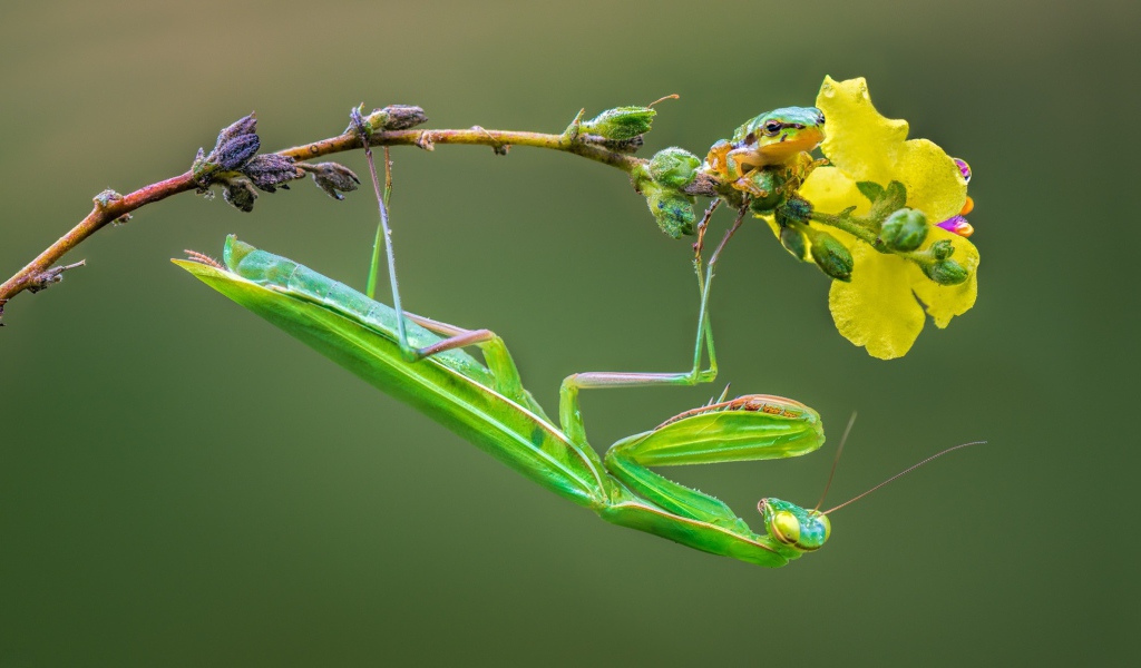 Зеленый богомол сидит на желтом цветке