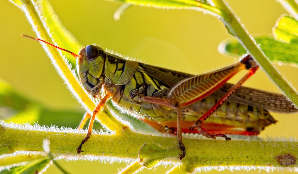 Большой кузнечик сидит на зеленой ветке