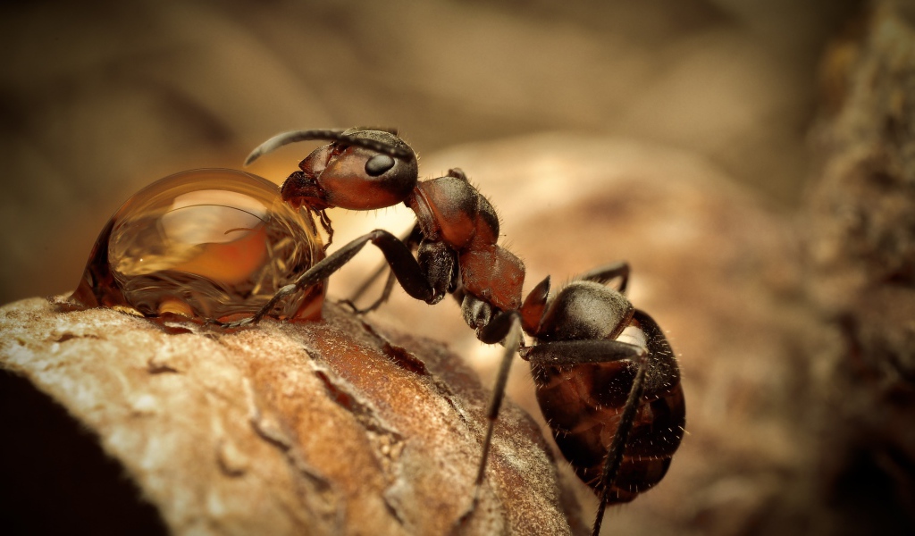 Муравей пьет росу макросъемка 