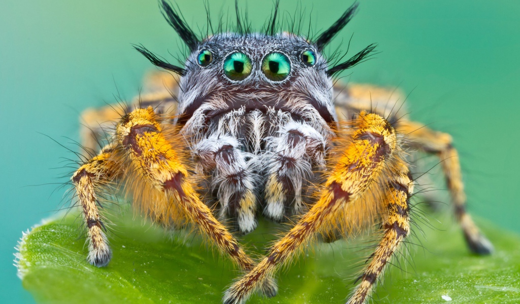 Паук Багира Киплинга крупным планом