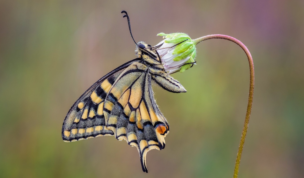 Красивая бабочка махаон сидит на цветке