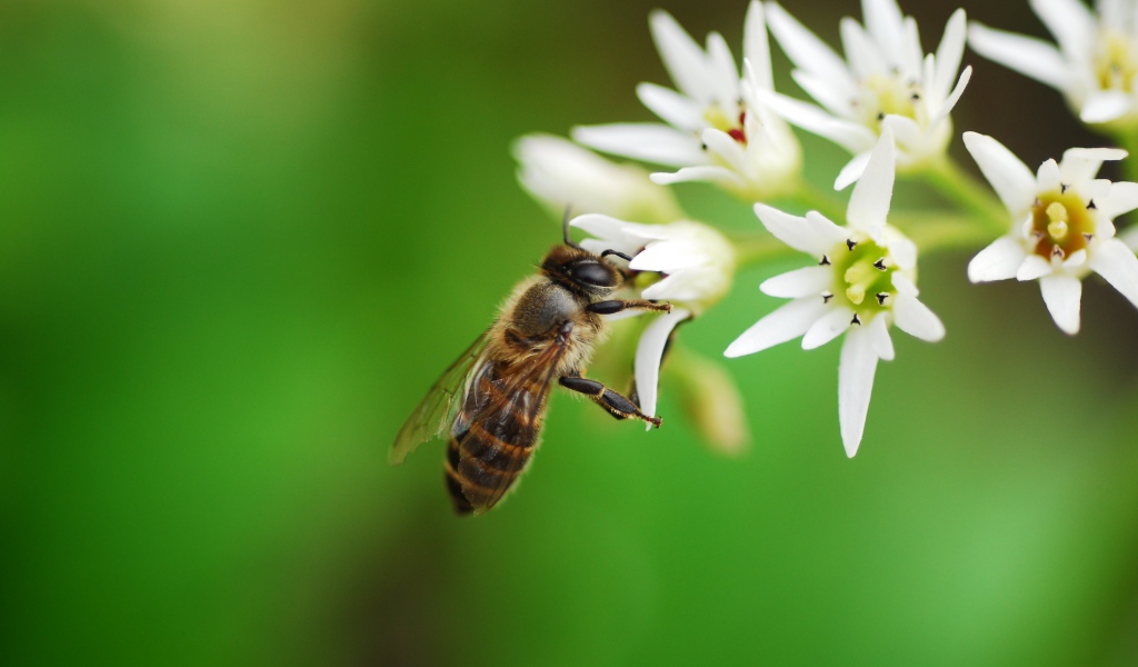 Пчела собирает нектар с белых цветов 