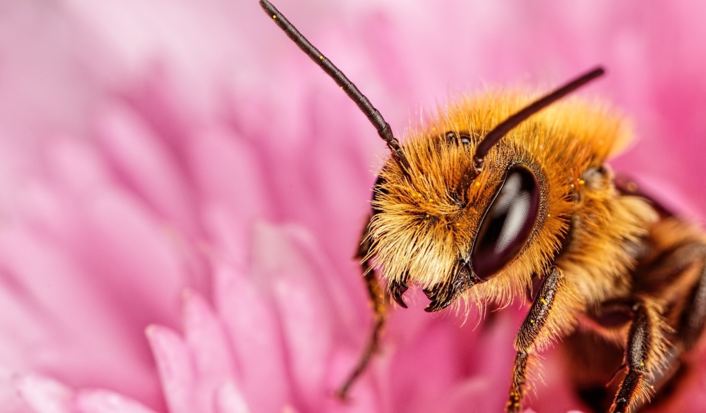 Пчела на розовом цветке крупным планом