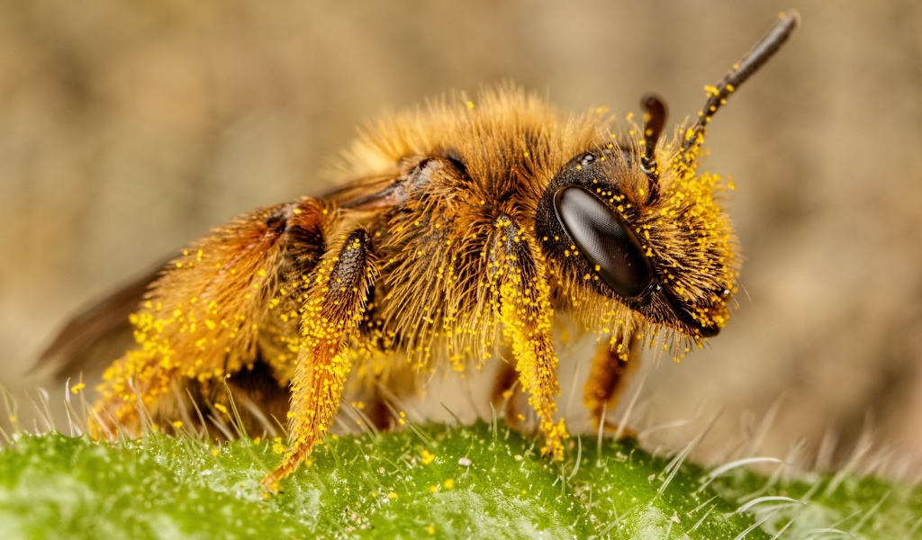 Пчела в пыльце крупным планом