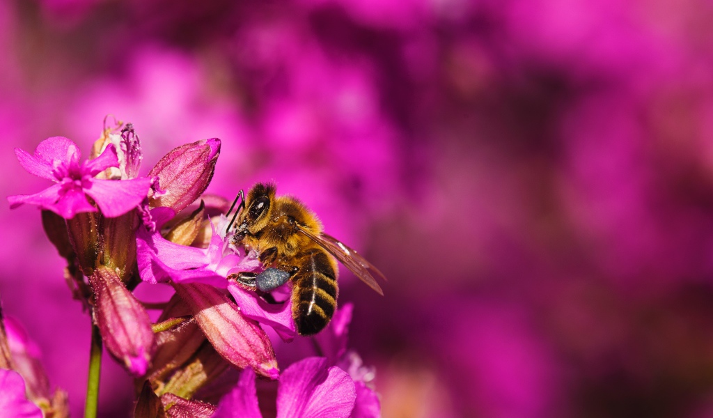 Пчела сидит на розовом цветке
