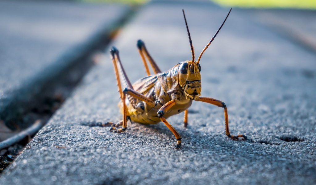 Большой кузнечик сидит на дороге
