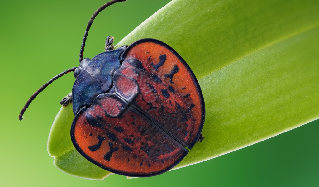 Большой красный клоп сидит на зеленой траве