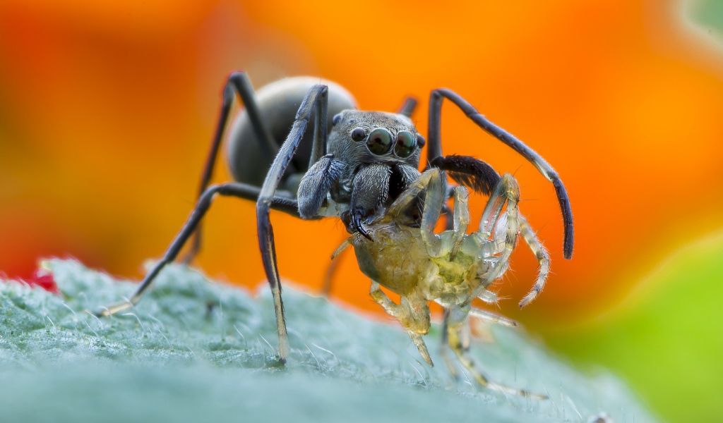 Большой паук с жертвой на листе крупным планом