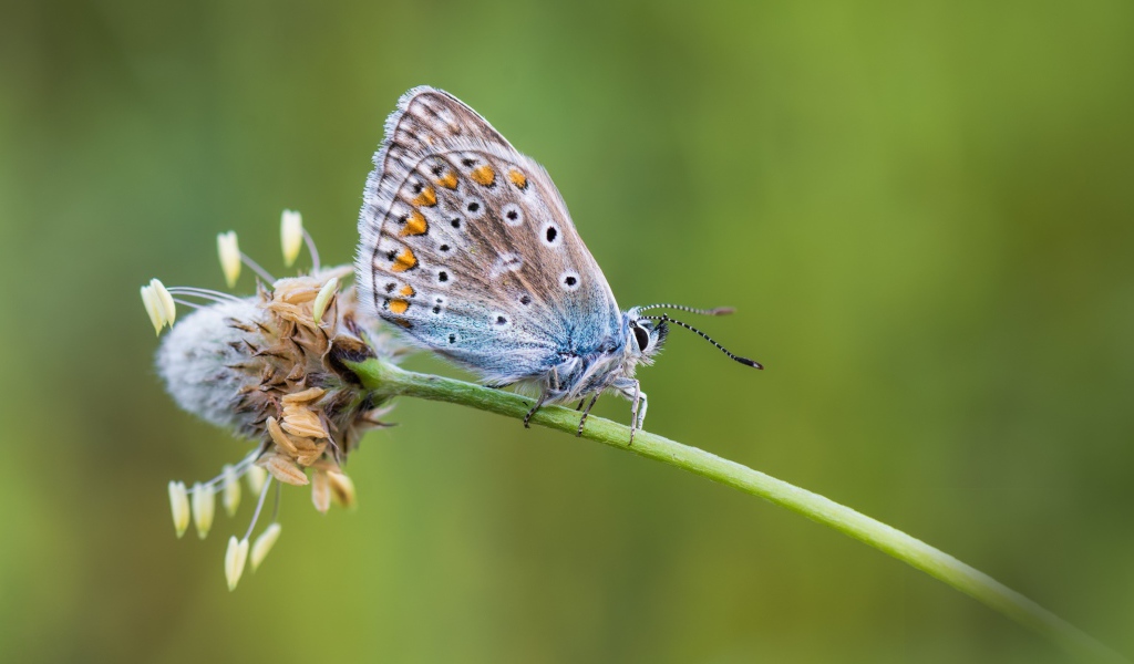 Голубая бабочка сидит на цветке 